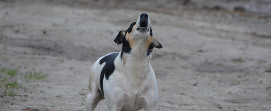 Mon chien aboie beaucoup : que faire ? Le guide complet Les Toutous Zen