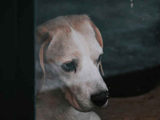 Pourquoi les chiens sont-ils anxieux? ( Guide complet Les Toutous Zen)