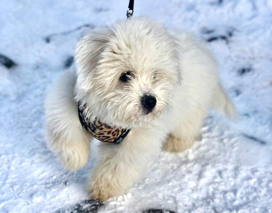❄️ Comment protéger les coussinets de votre chien cet hiver ? 🐾