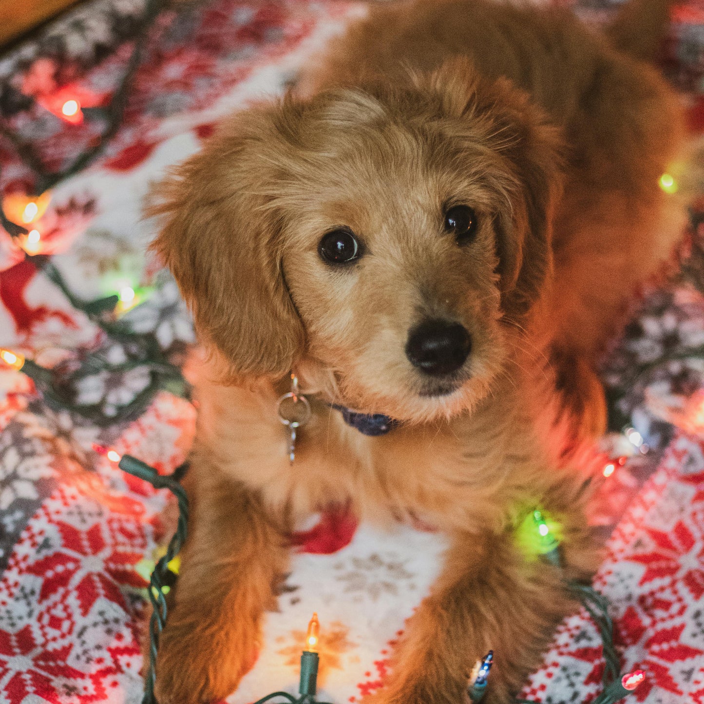 Pack Noël Les Toutous Zen