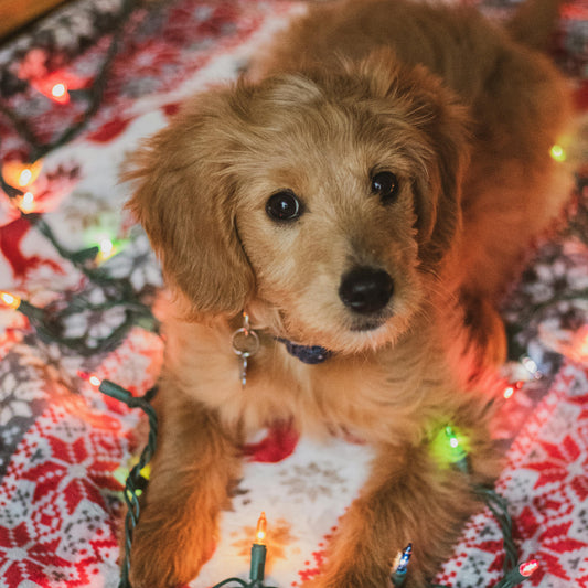 Pack Noël Les Toutous Zen